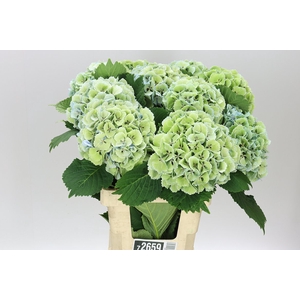 Hyd Lolly Pop Blue Classic