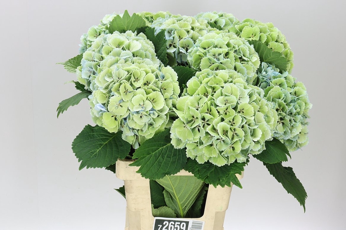<h4>Hyd Lolly Pop Blue Classic</h4>
