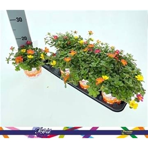 PORTULACA MIX P12