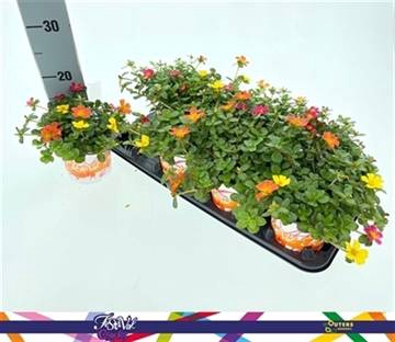 <h4>PORTULACA MIX P12</h4>