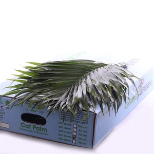 Catpalm