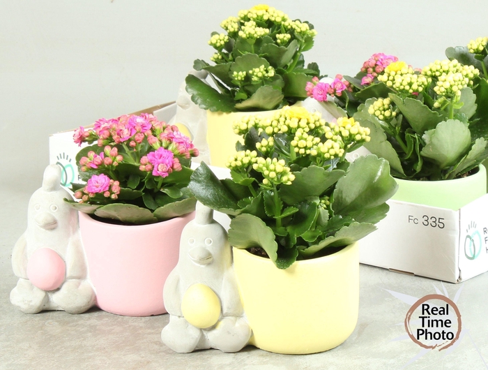 <h4>ARR KAMERPL</h4>