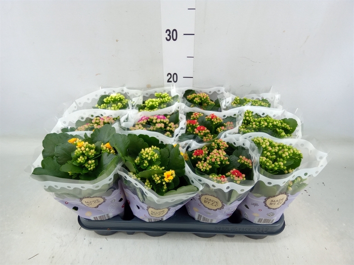 <h4>Kalanchoe blos.   ..rosebud mix  5</h4>