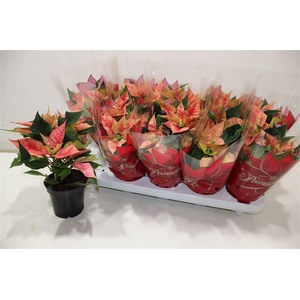 Euphor P Ice Princes