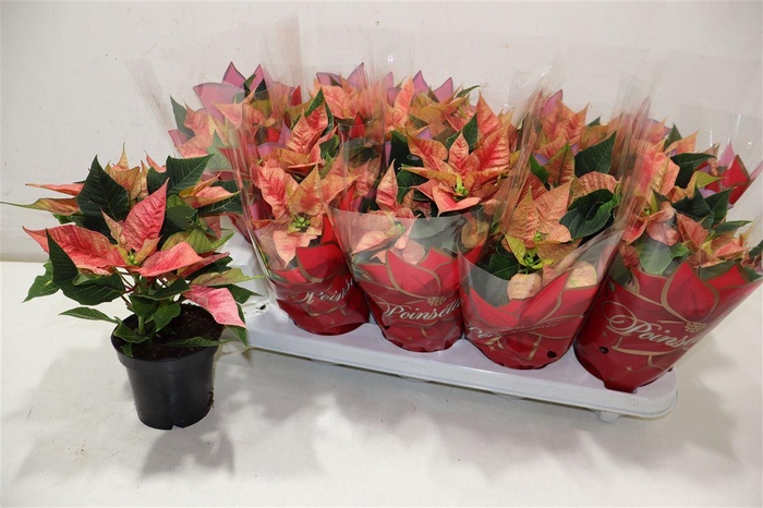 <h4>Euphor P Ice Princes</h4>