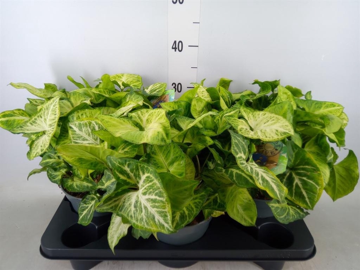 <h4>Syngonium  'Arrow'</h4>