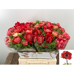 ANEM CO FSTAR GL RED