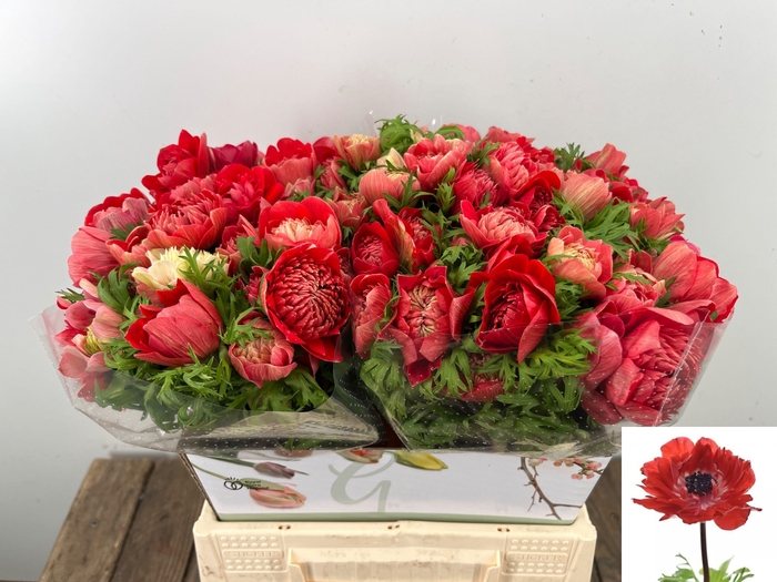 <h4>ANEM CO FSTAR GL RED</h4>