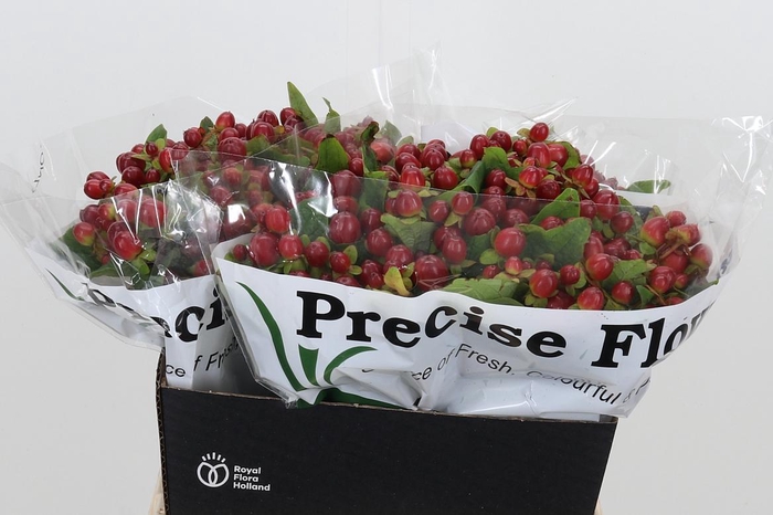 <h4>Hyp Mag Seasons</h4>