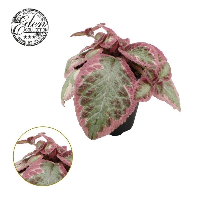 <h4>Episcia Pink Brocade, 12cm</h4>
