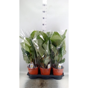 Calathea orbifolia