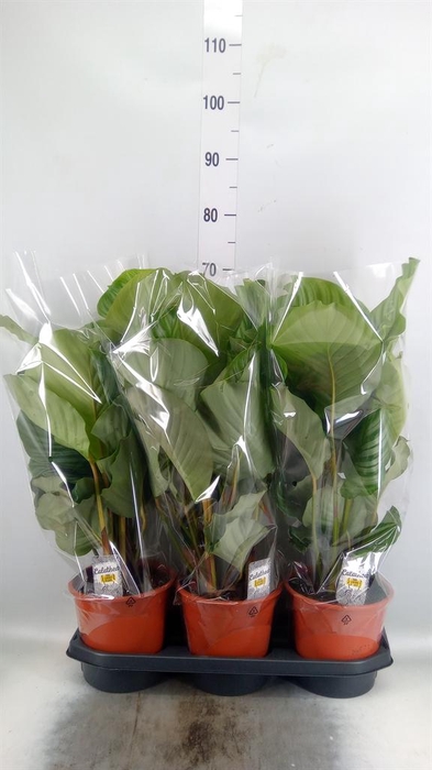 <h4>Calathea orbifolia</h4>