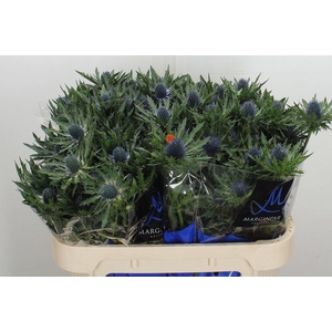 Eryn Orion Qstar 70cm