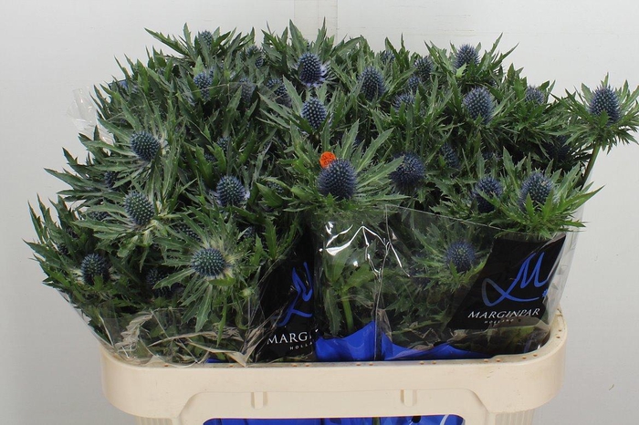 <h4>Eryn Orion Qstar 70cm</h4>