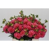 Dahlia Doris Duke