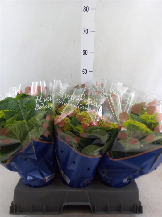 <h4>Hydrangea mac. 'Hi Fire'</h4>