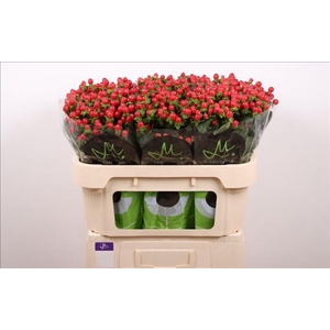Hypericum Tomato Flair