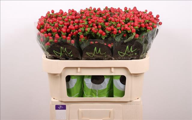 <h4>Hypericum Tomato Flair</h4>