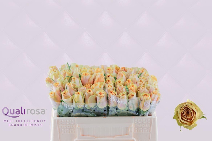 <h4>R Gr Golden Mustard</h4>