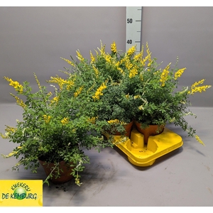 GENISTA X SP