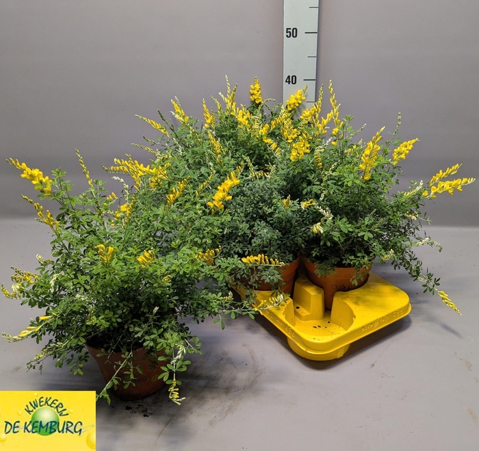 <h4>GENISTA X SP</h4>