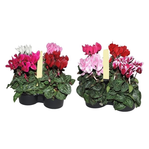 Cyclamen Super Serie 4-Pack