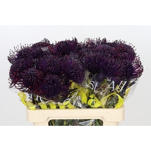 Nutans Painted Aubergine