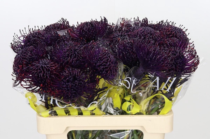 <h4>Nutans Painted Aubergine</h4>