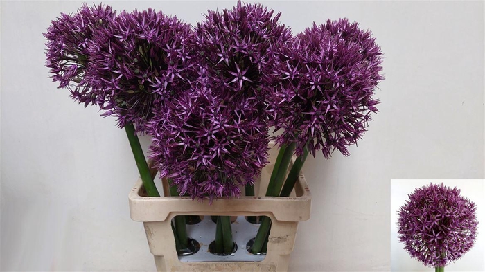 <h4>Allium Grootbloemig</h4>