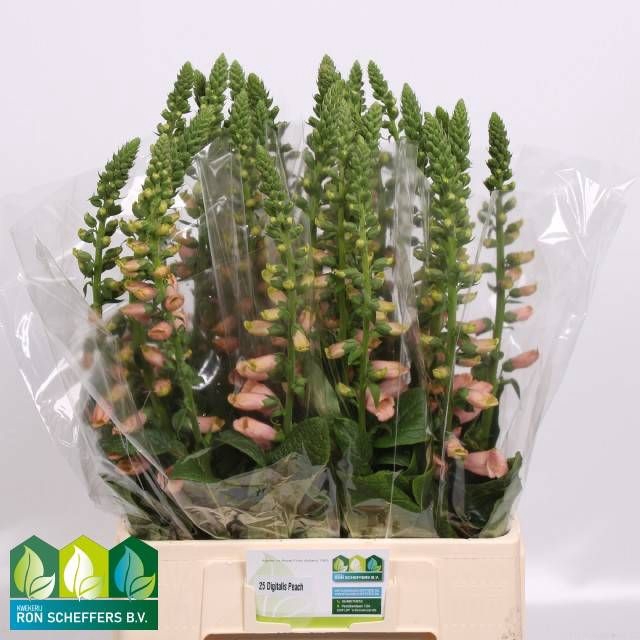 <h4>DIGI PURPUREA</h4>
