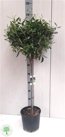 Olea Europaea