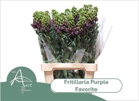 <h4>FRIT PURPLE FAVORITE</h4>