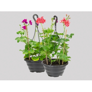 GERANIO PENDENTE C21