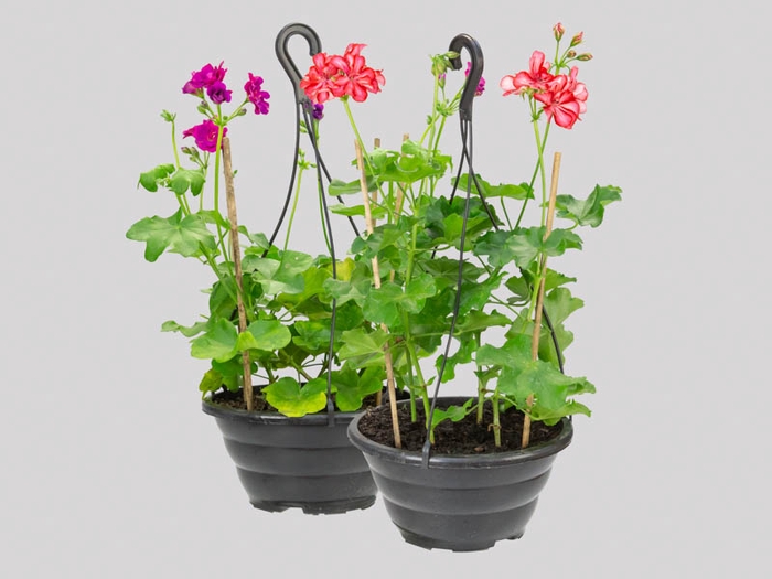 <h4>FORRACAO SAQ 10 SEM FLORES</h4>