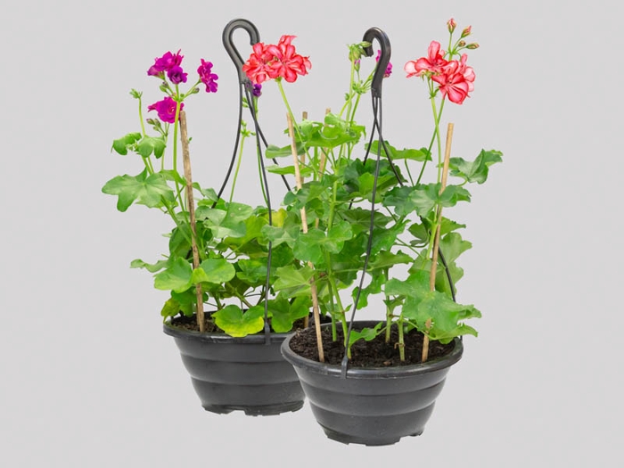 <h4>GERANIO PENDENTE C21</h4>