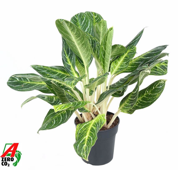 Aglaonema overig