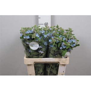 Oxy Co Tan Pure Blu