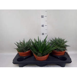 Aloe   ...mix