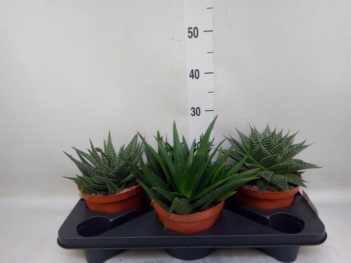<h4>Aloe   ...mix</h4>