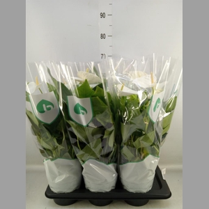 Anthurium andr. 'Alaska'