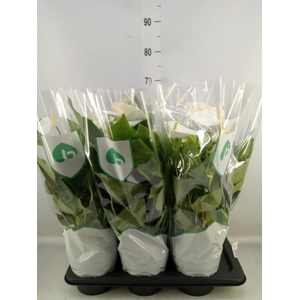 Anthurium andr. 'Alaska'