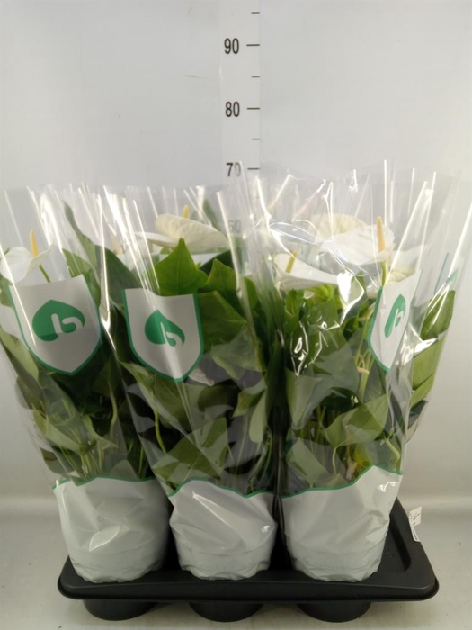 <h4>Anthurium andr. 'Alaska'</h4>