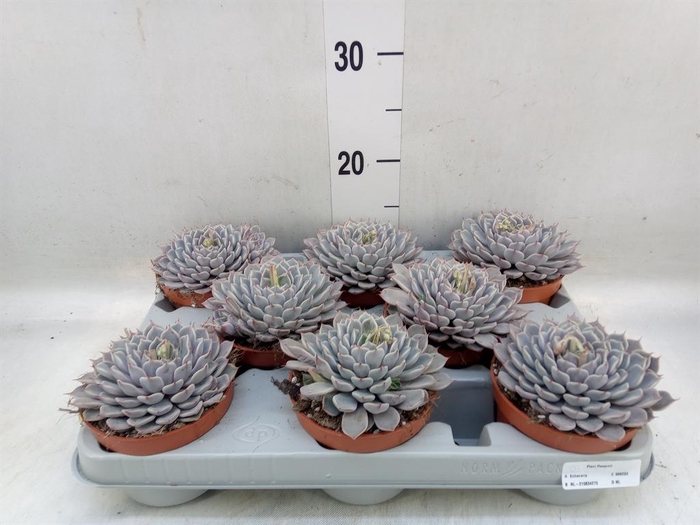 <h4>Echeveria cuspidata</h4>