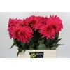 Dahlia Pink Punk