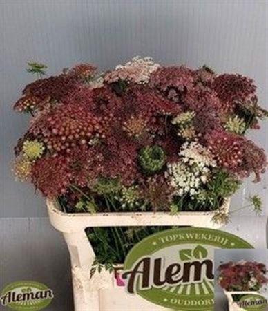 <h4>DAUCUS CAROTA DARA</h4>