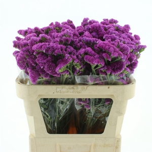 Limonium St Cerise Birds X50