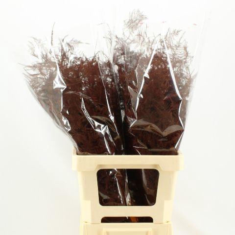 <h4>Asp Klb H% M. Getopt Bordeaux</h4>