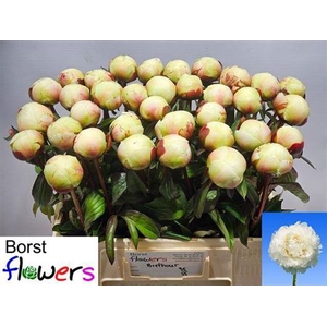 Paeonia Lactiflora Grp 'Dr. F.G. Brethour'