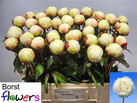 <h4>Paeonia Lactiflora Grp 'Dr. F.G. Brethour'</h4>