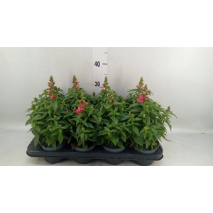 Antirrhinum majus   ...